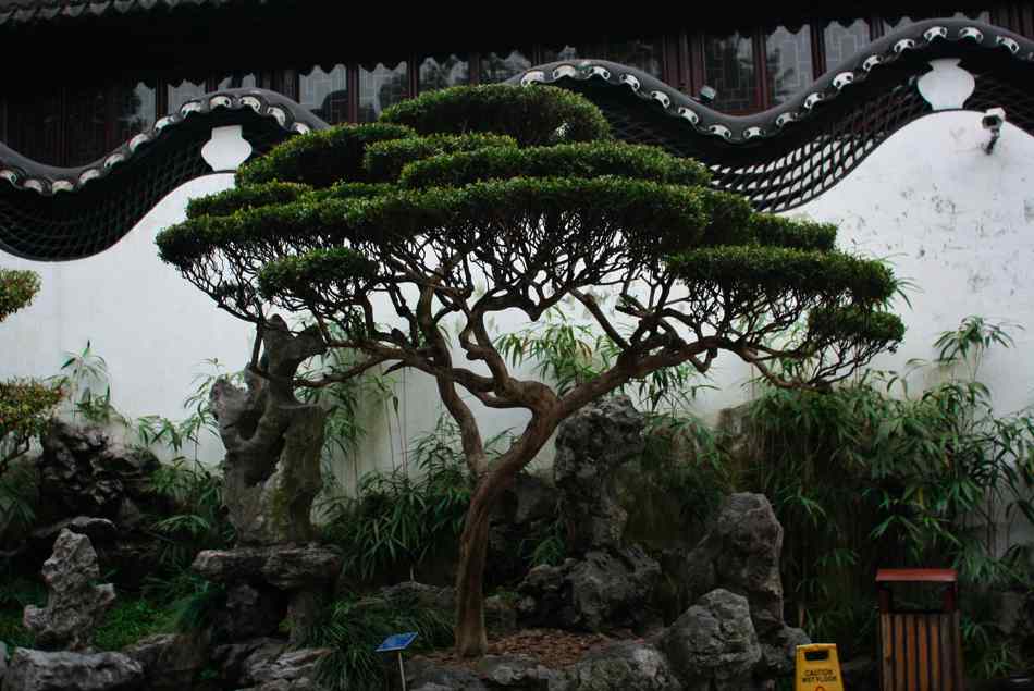 Abenteuer Peking Praktikum, Smog und ein gekochter