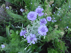 cornflowers