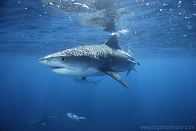 Tiger Shark Roger Horrocks 10 Hewan Paling Rakus Di Dunia