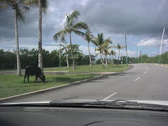 REP DOM 4 Mediana de autopista