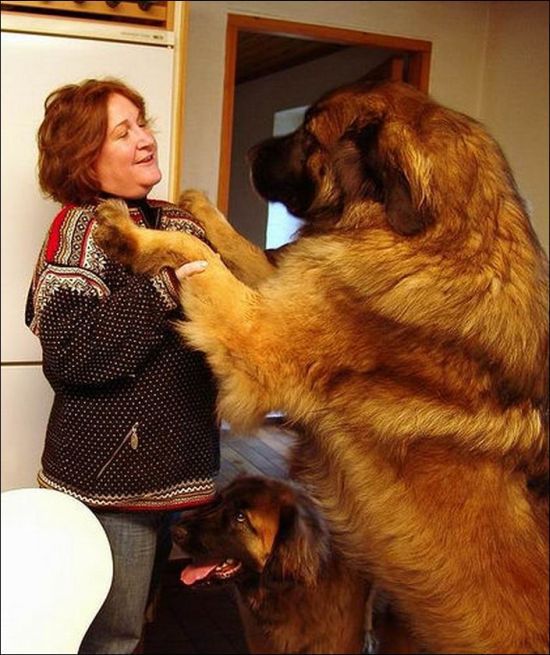 extremely large dogs
