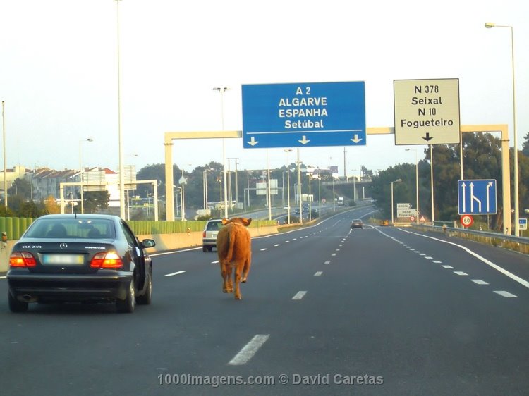 [autoestrada.jpg]