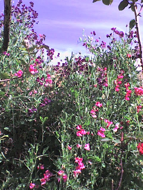 [Mata+de+maravilla.JPG]