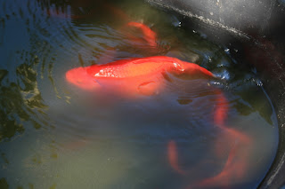 Alison S Blog Blooms And Roots The Gardener Pregnant Fish