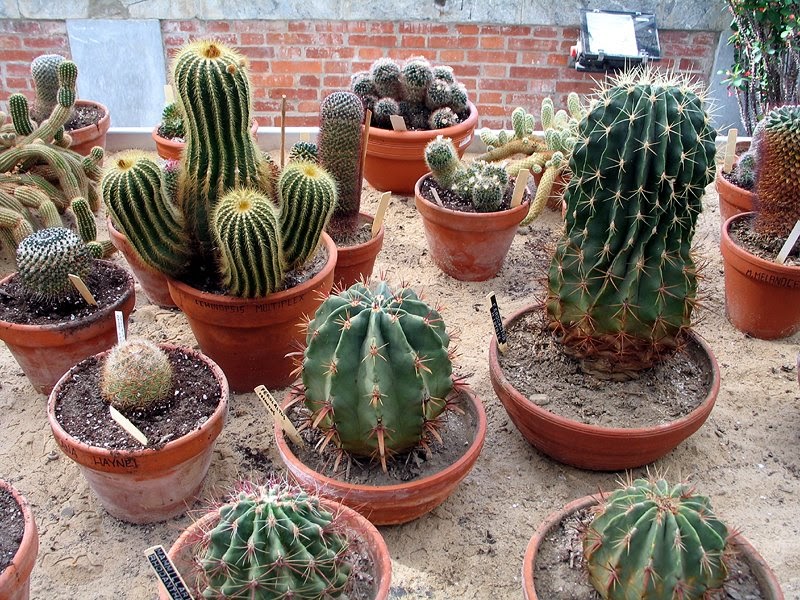 Цветя за дома и градината: Кактуси / Cactaceae
