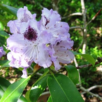 [Rhododendron+bleklilla.jpg]