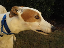 Southeastern Greyhound Adoption