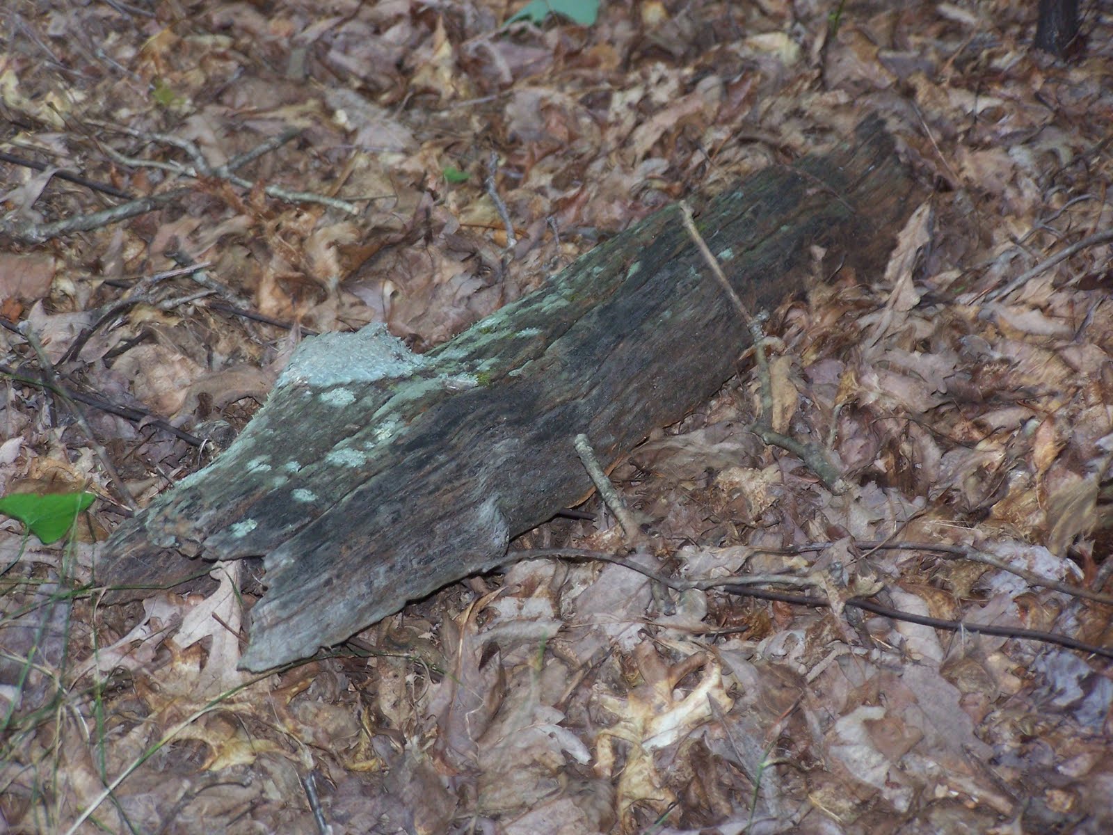 [Old+Fence+Post.JPG]
