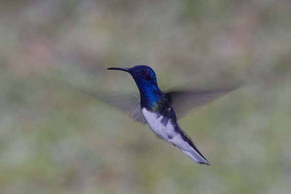 Amaranta Casa de Colibríes: Observatorio