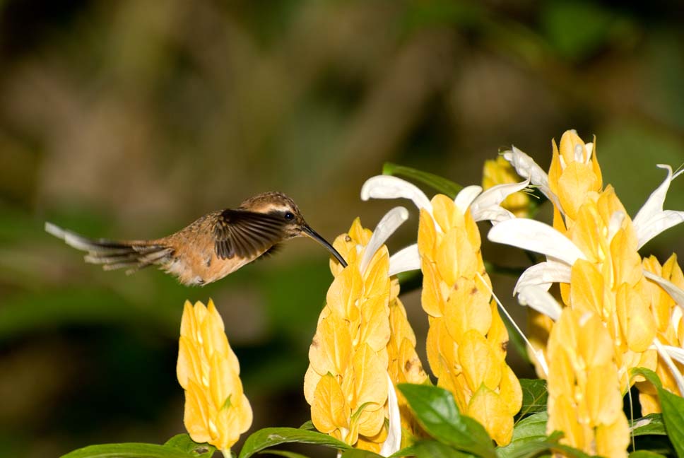 Amaranta Casa de Colibríes: Observatorio