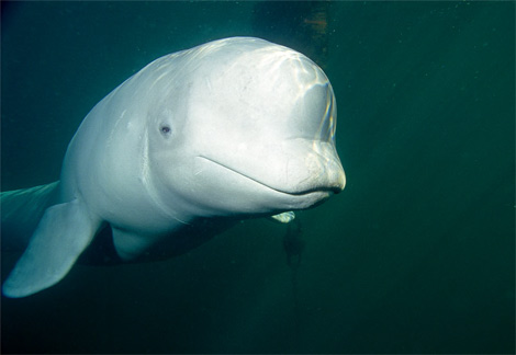 [Imagen: beluga-whale.jpg]