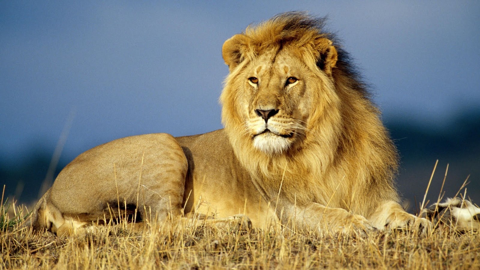 African_Lion_King.jpg
