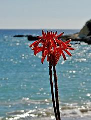 [Seascape+red+flower.JPG]