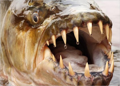 Congo Giant Piranha 2 Congo Giant Piranha 2