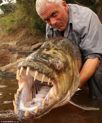 Congo Giant Piranha 1 Congo Giant Piranha 1