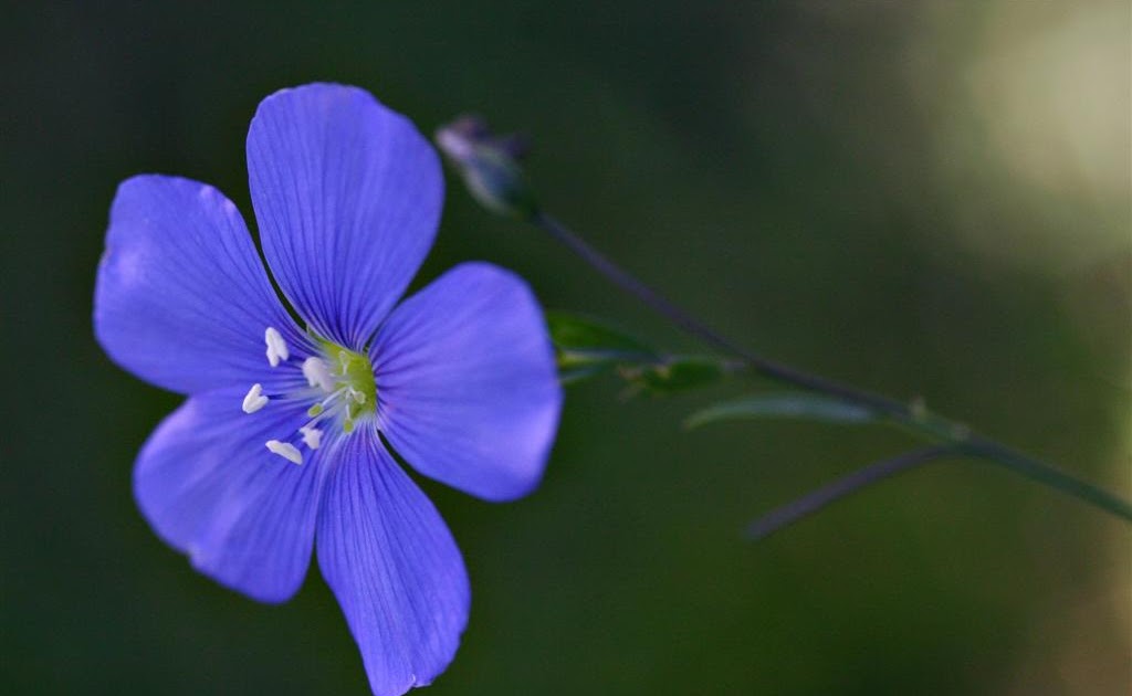 those northern skies sick of flowers yet?