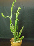 plant of the week!