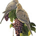 Lindas pombas - Morning Doves