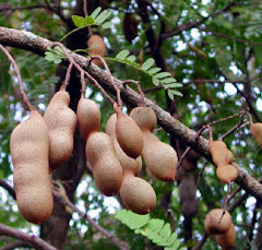 Árbol de Tamarindo