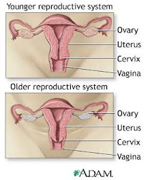 Perimenopause Symptoms: Changes in the reproductive system