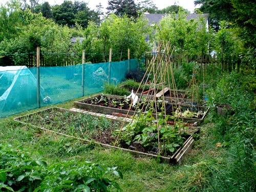 Veg Beds