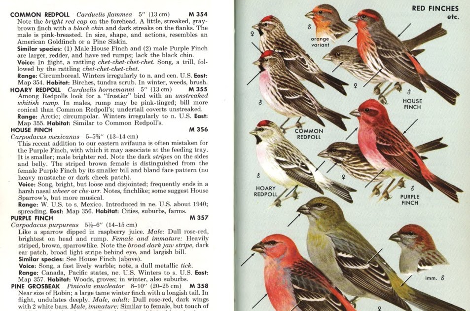Common Redpoll Vs House Finch