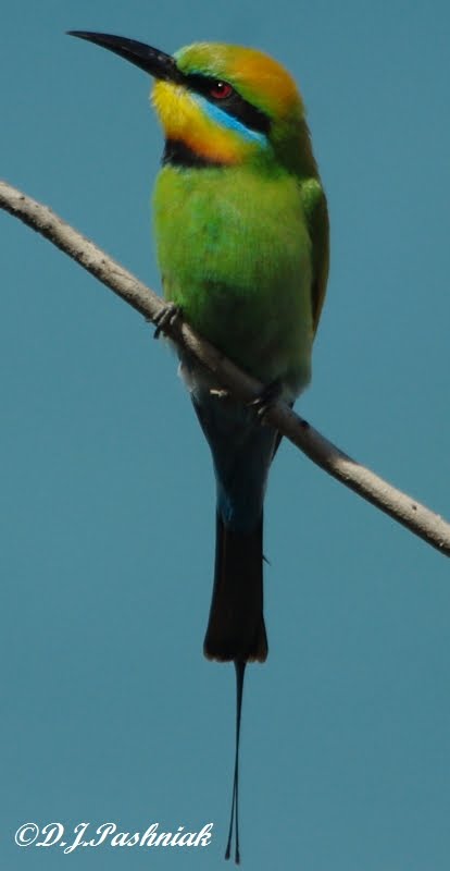 Bee Eater Bird