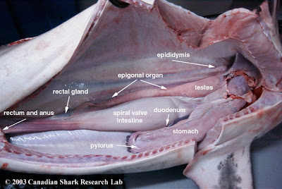 Buccal Cavity Of Shark