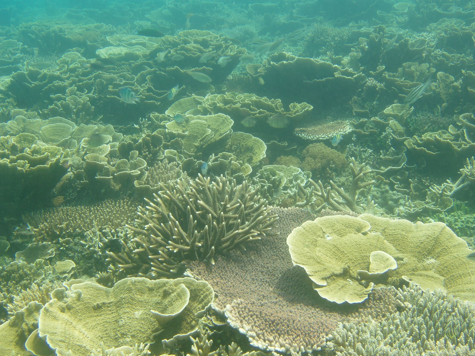 Terumbu Karang Kepulauan Seribu