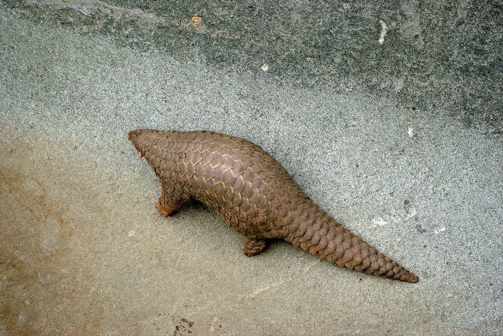 Twoton's Pitcher Post: Pangolin - The Armor That Burrows Through The