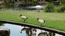 En Australie, les ibis remplacent les goélands !