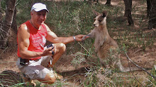Les kangourous peuvent être des animaux très familiers