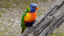 Le Rainbow Lorikeet