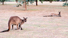 Il y a bien sûr des kangourous à Kangaroo Island