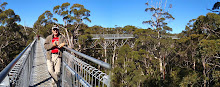 Tree top Walk