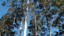 Les eucalyptus, droits comme des flèches