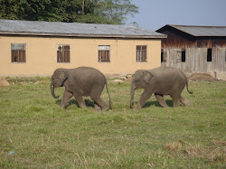 Des bebes elephants jumeaux... tres rare et tres mignons !