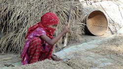 Fillette "tharu" qui bat le grain