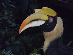 Il y a des oiseaux aussi au Jardin Botanique