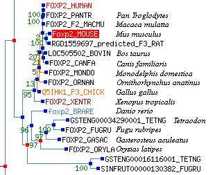 [FoxP2+zoom+copia.jpg]