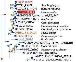 external image FoxP2+zoom+copia.jpg
