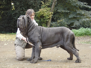 neopolitan%2Bmastiff%2Bhumongus.jpg
