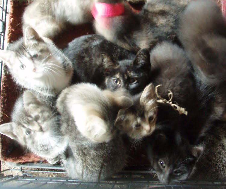 [datakittens.jpg]