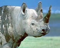 Photo of a rhinoceros