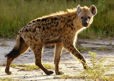 external image hyaena1.jpg