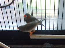 Winston and Lola the Zebra Finches