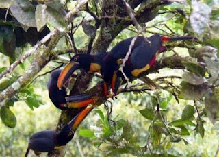 Cusingas (type of toucan) feeding in our orange tree Cusingas (type of toucan) feeding in our orange tree