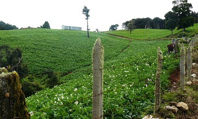 Blossoming potato fields in Costa Rica