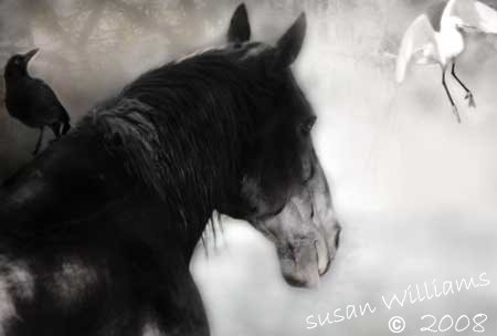[susan+williams_horse+photography.jpg]