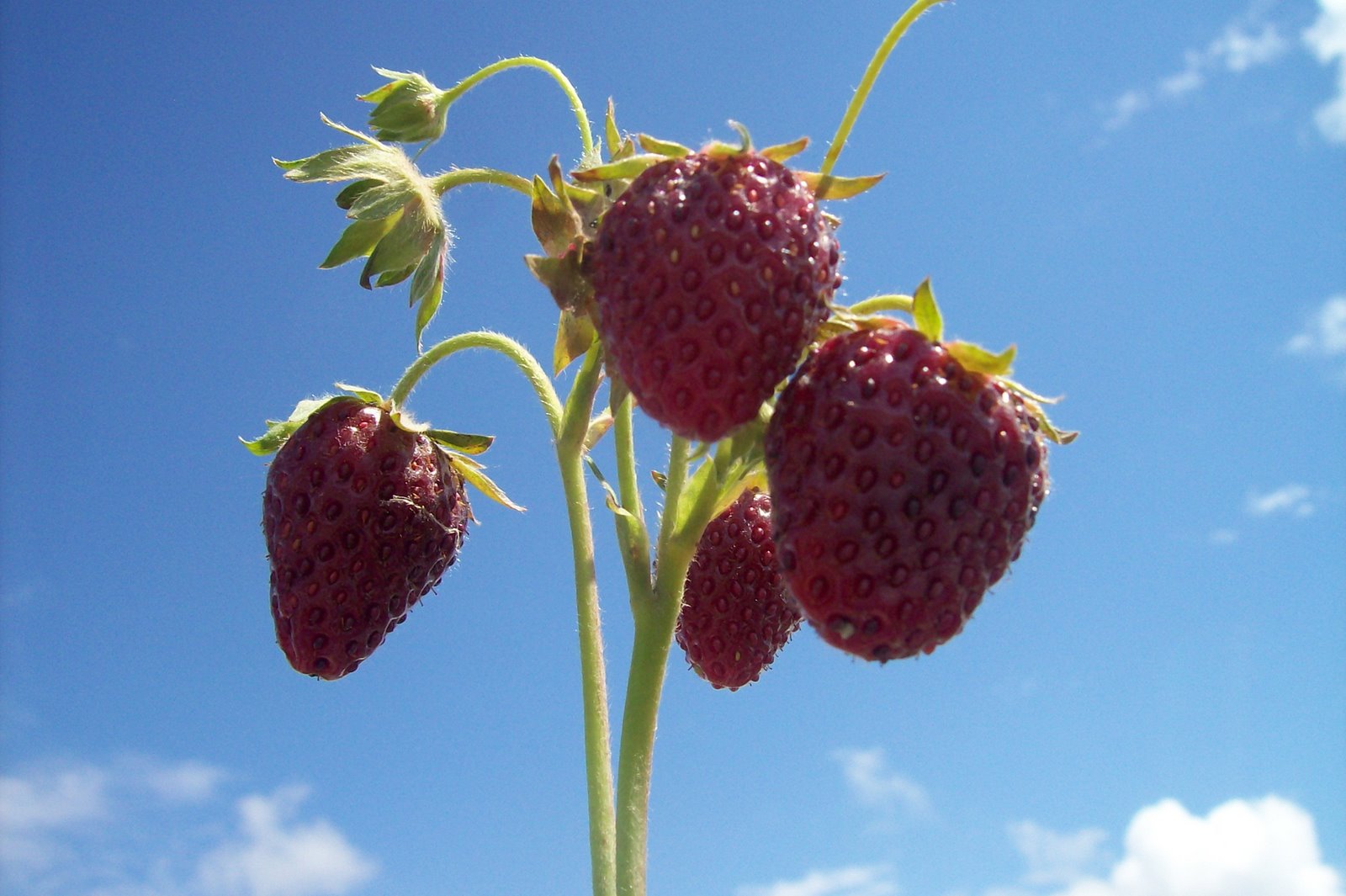 [Strawberry+Plant+2+.jpg]